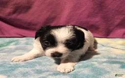 Chihuahua dogs for sale: Oscar - Image 11