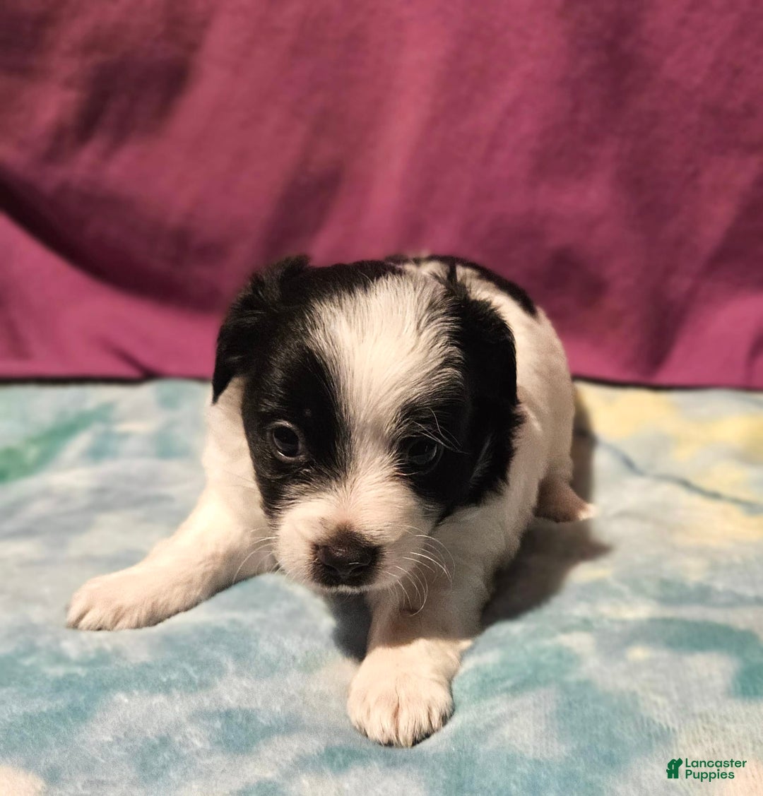 Chihuahua dogs for sale: Oscar - Image 11