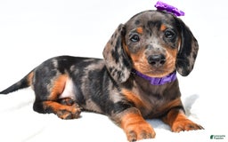 Miniature Dachshund dogs for sale: Lucy - Image 2