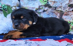 Rottweiler dogs for sale: Rottweiler 3 puppies - Image 12