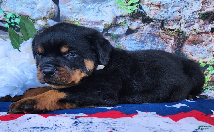 Rottweiler dogs - Advert 33
