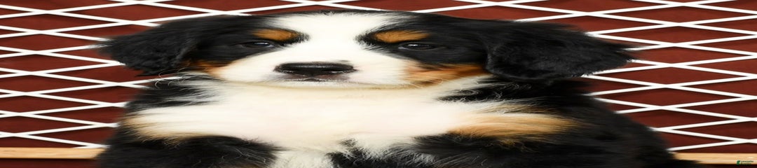 Roxie