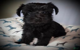 Morkie dogs for sale: Reid - Image 6
