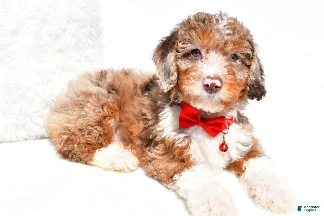 Mini Aussiedoodle dogs for sale: Emma - Image 4