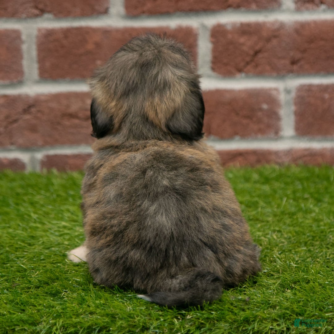 Shih Tzu dogs for sale: Sawyer - Image 4