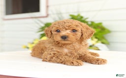 Miniature Poodle dogs for sale: Neva - Image 1