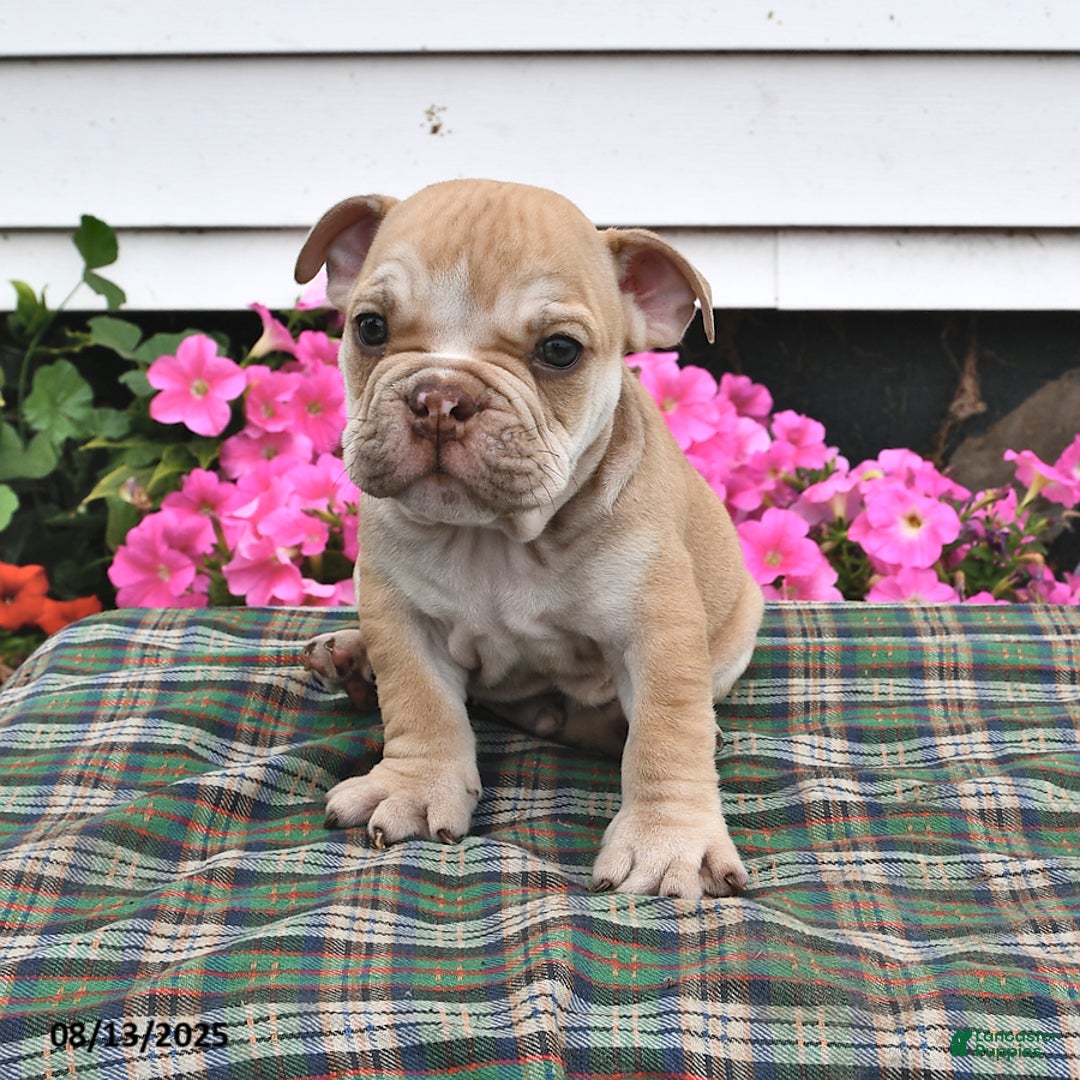 English Bulldog dogs for sale: Butch - Image 1