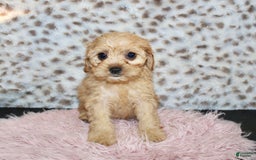 Cavapoo dogs for sale: Cavapoo 7 puppies - Image 20