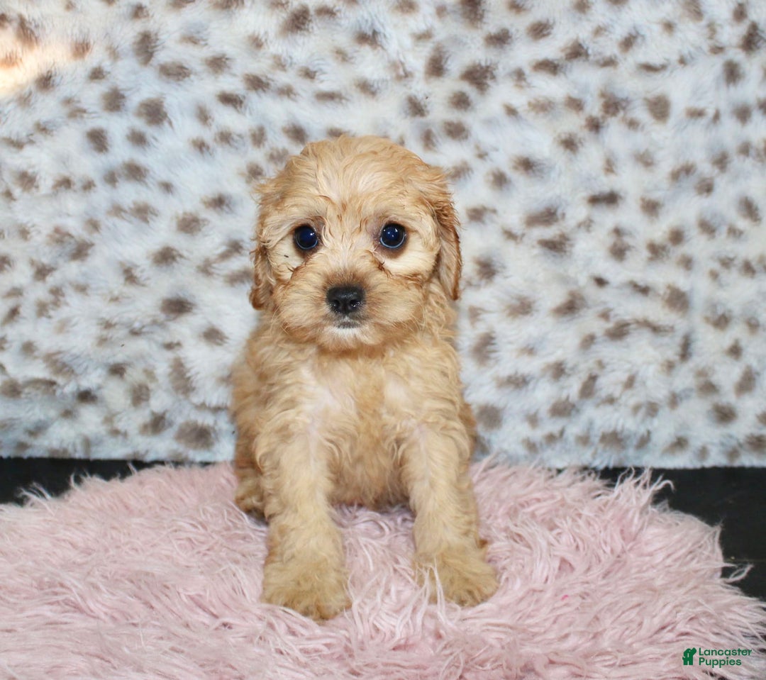 Cavapoo dogs for sale: Cavapoo 7 puppies - Image 20