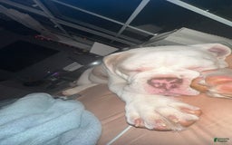 English Bulldog dogs for sale: Bowser - Image 4