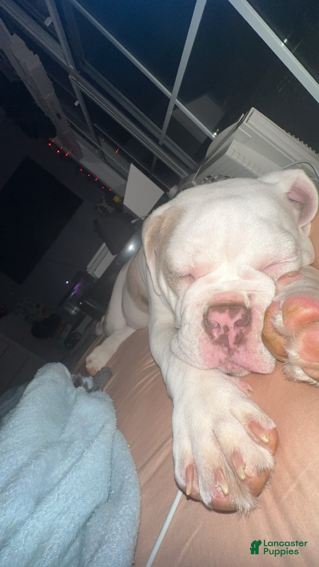 English Bulldog dogs for sale: Bowser - Image 4