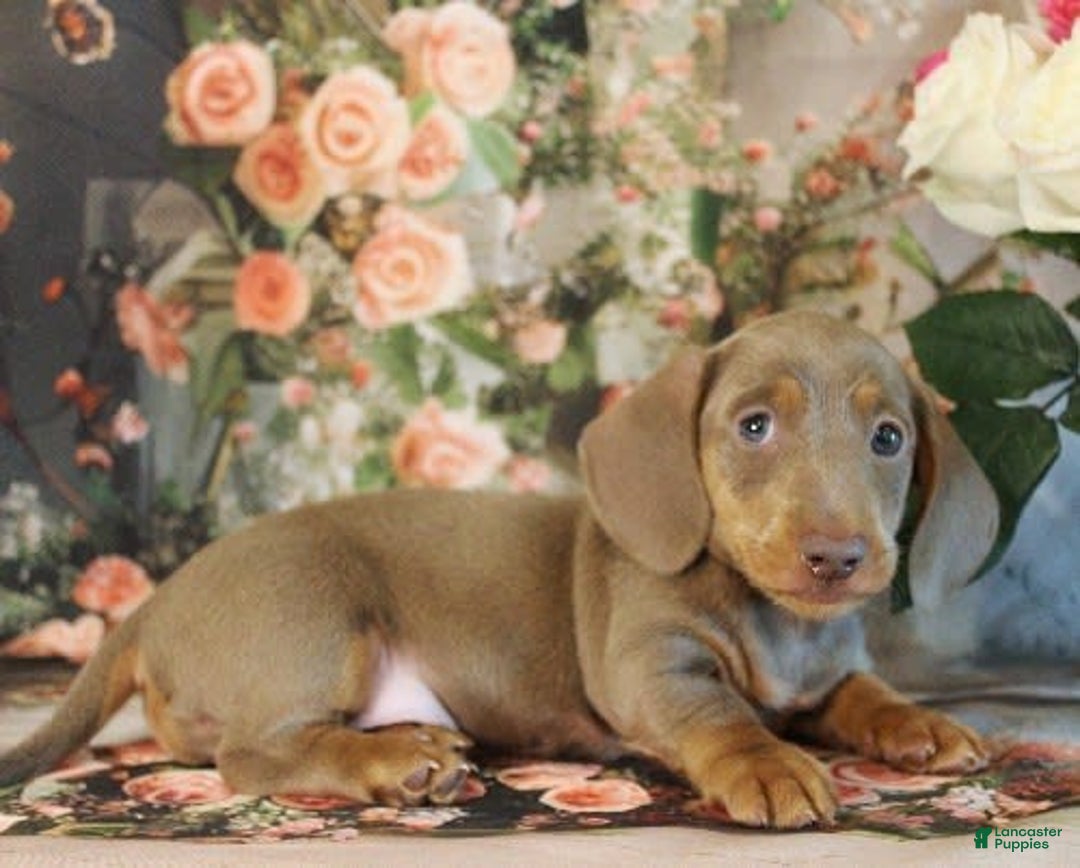 Miniature Dachshund dogs for sale: Dolce - Image 5