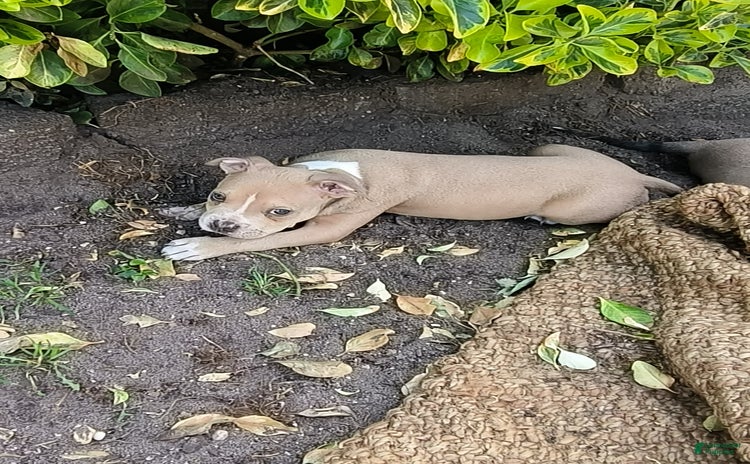 American Bully dogs for sale - Ad 3