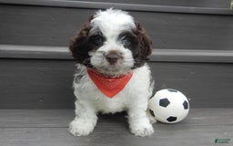 Cockapoo dogs for sale: Patches - Image 13