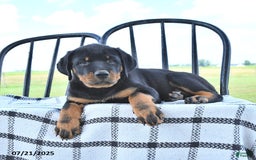 Rottweiler dogs for sale: Sparkle - Image 10