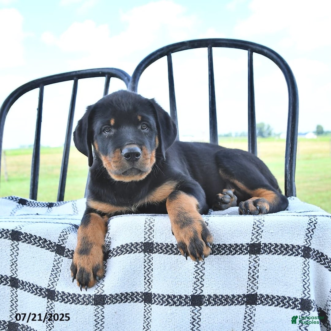 Rottweiler dogs for sale: Sparkle - Image 10