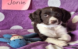 English Springer Spaniel dogs for sale: Jonie - Image 10