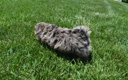 Havapoo dogs for sale: Zipper - Image 11
