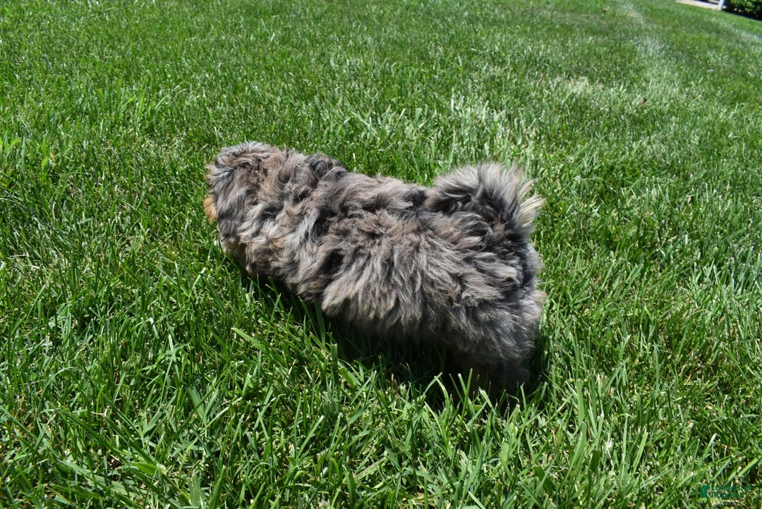 Havapoo dogs for sale: Zipper - Image 11