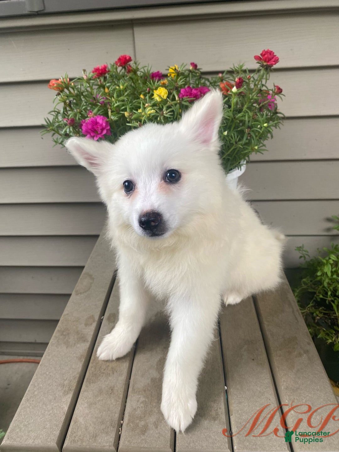 American Eskimo dogs for sale: Tessa - Image 9