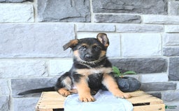 German Shepherd dogs for sale: Zane - Image 2