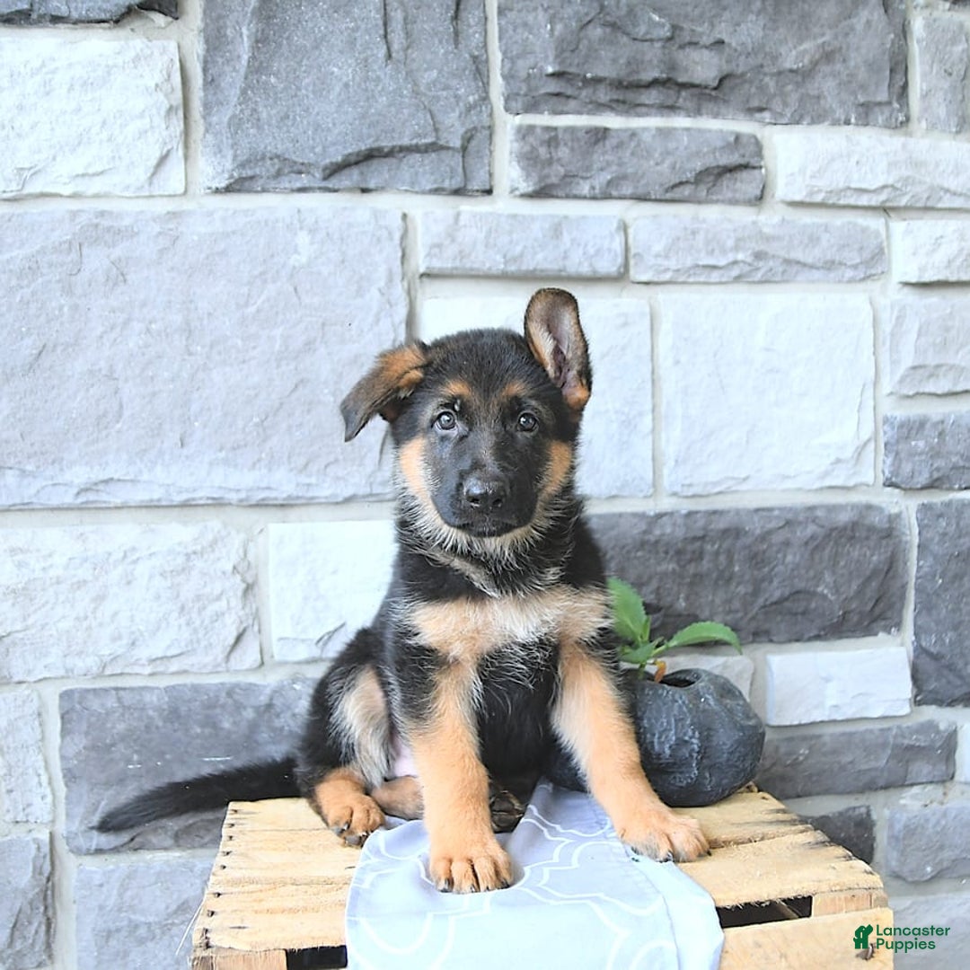 German Shepherd dogs for sale: Zane - Image 2