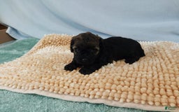 Toy Poodle dogs for sale: Toy Poodle 2 puppies - Image 3
