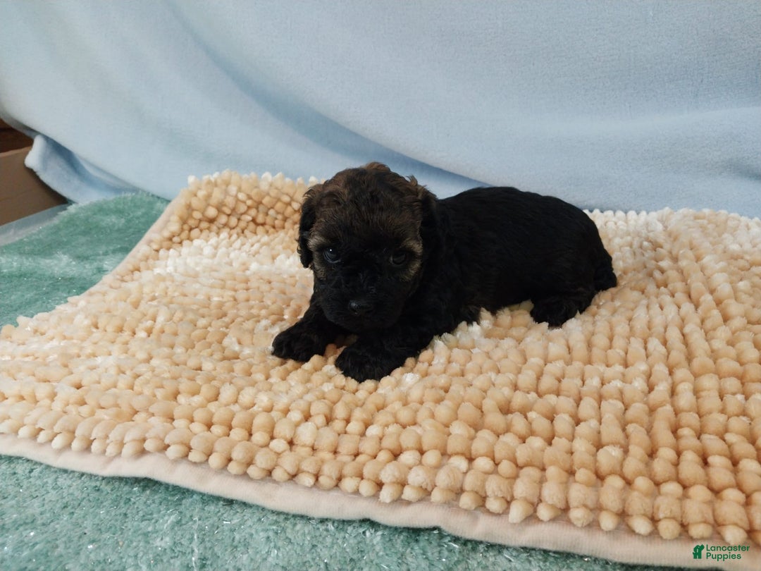Toy Poodle dogs for sale: Toy Poodle 2 puppies - Image 3