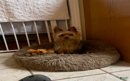 Yorkshire Terrier dogs for sale: Charlie - Image 6