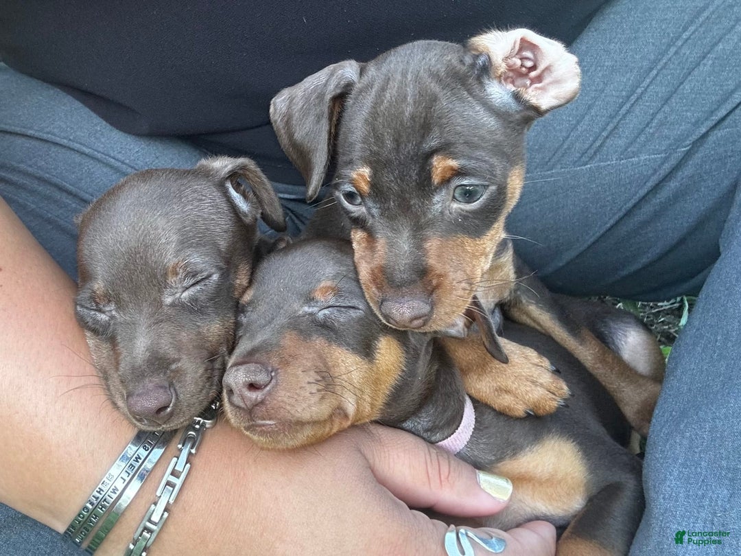 Miniature Pinscher dogs for sale: Petunia - Image 8