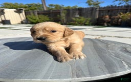 Golden Retriever dogs for sale: Blue - Image 1