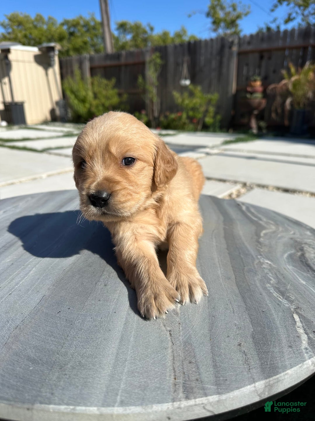 Golden Retriever dogs for sale: Blue - Image 1
