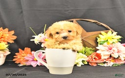 Miniature Poodle dogs for sale: Chase Extra Small - Image 5