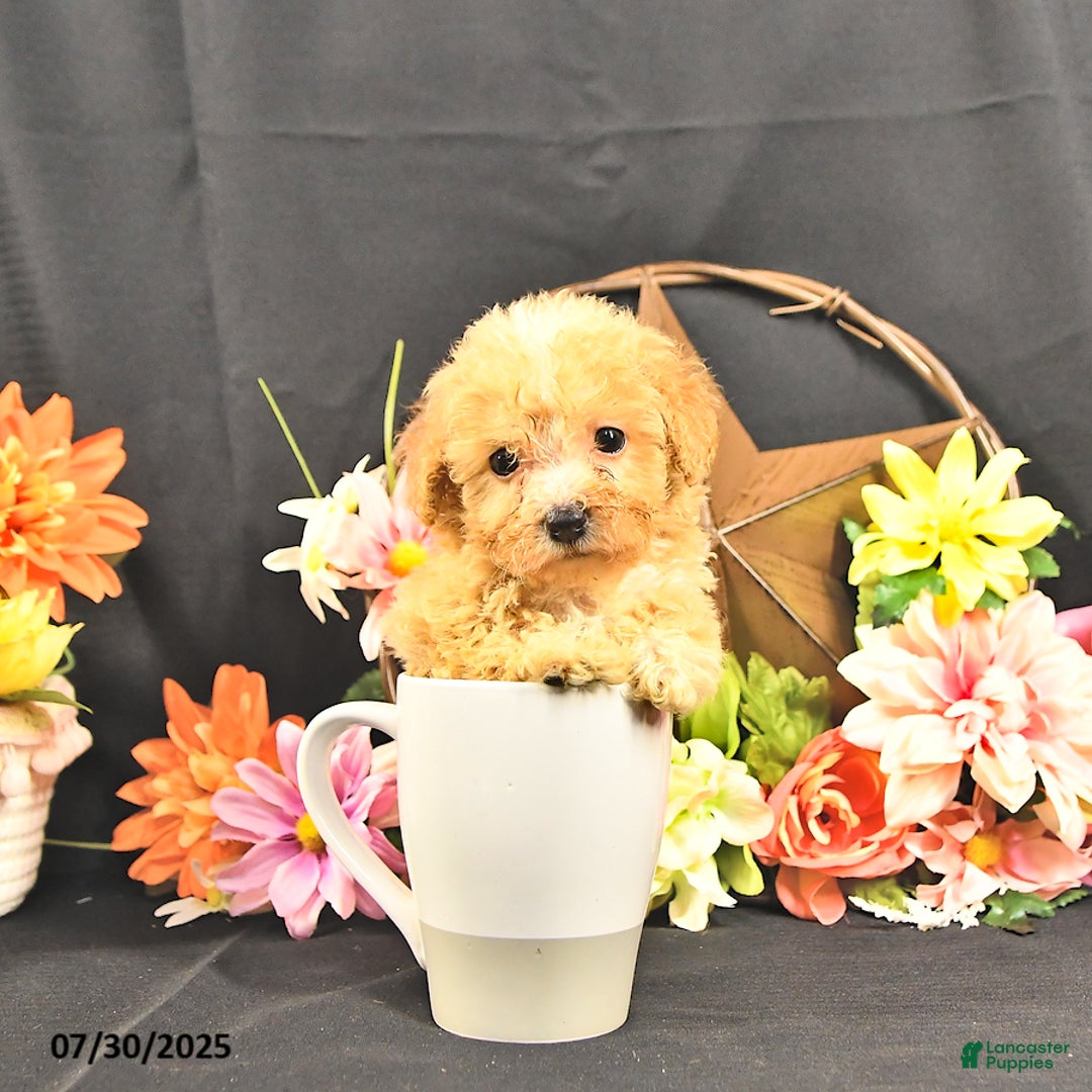 Miniature Poodle dogs for sale: Chase Extra Small - Image 5