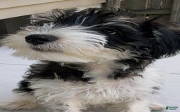 Miniature Schnauzer dogs for sale: Missy - Image 4