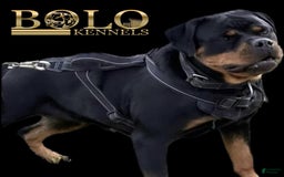 Rottweiler dogs for sale: Juggernaut - Image 2