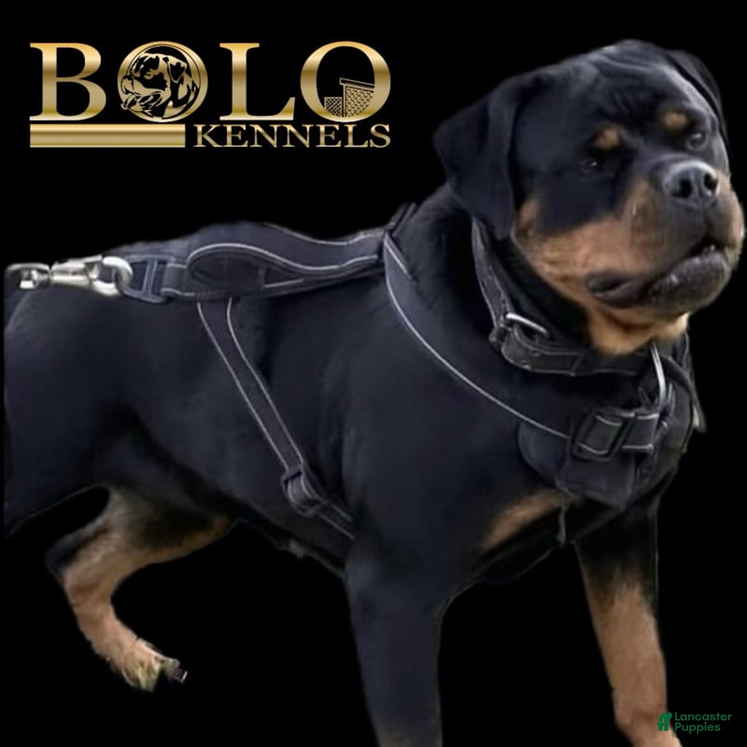 Rottweiler dogs for sale: Juggernaut - Image 2