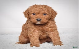 Mini Goldendoodle dogs for sale: Petite Scotty - Image 5