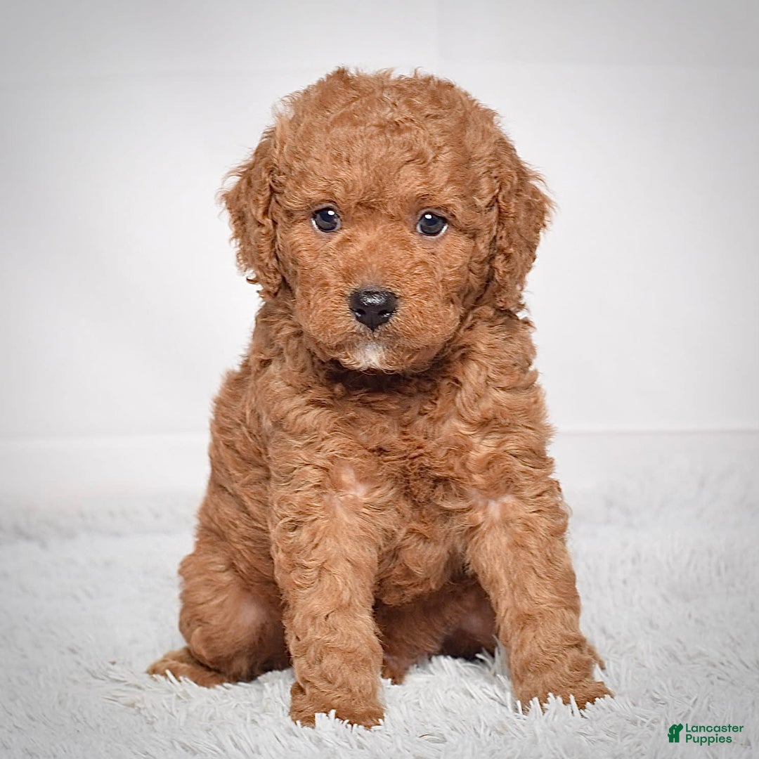 Mini Goldendoodle dogs for sale: Petite Scotty - Image 5