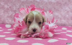 Cockapoo dogs for sale: Betsy - Image 3