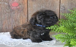 Havapoo dogs for sale: Lark - Image 9
