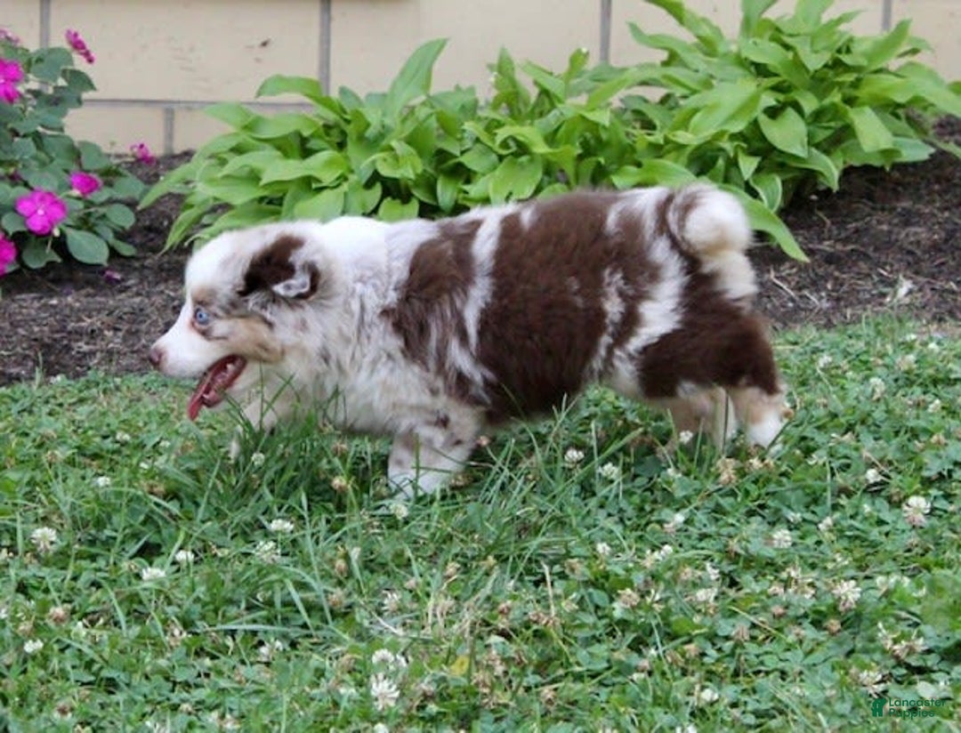 Miniature Australian Shepherd dogs for sale: Oakley - Image 9