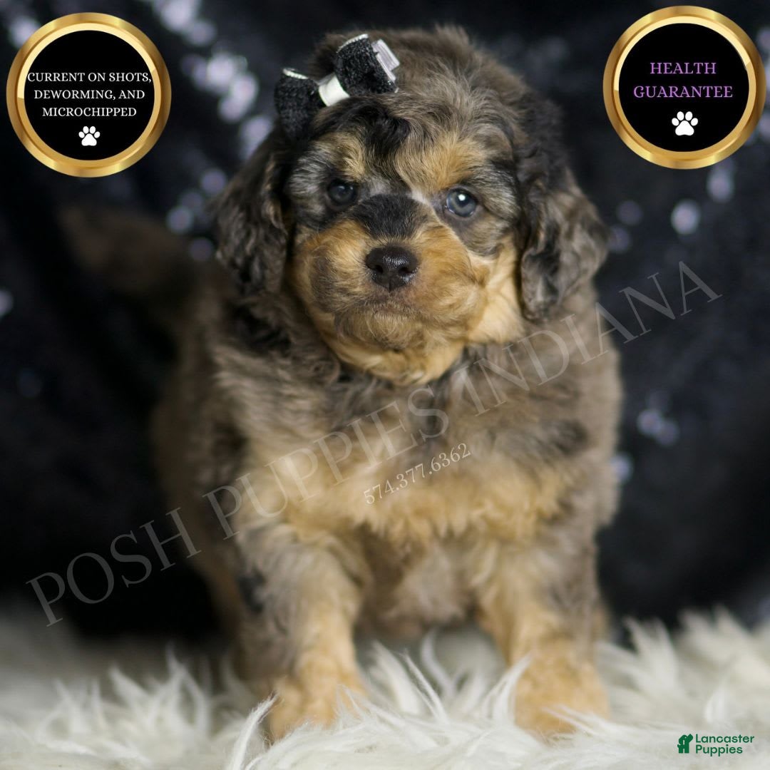 Mini Goldendoodle dogs for sale: Remington - Image 1