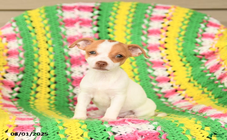 Jack Russell Terrier dogs for sale - Ad 3