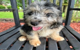 Mini Aussiedoodle dogs for sale: Tulip - Image 21