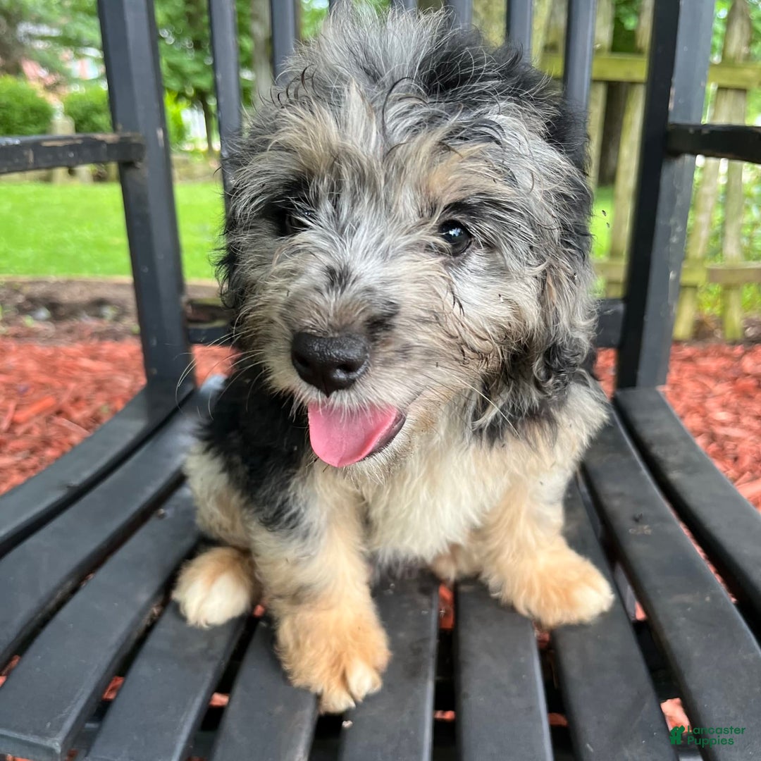 Mini Aussiedoodle dogs for sale: Tulip - Image 21