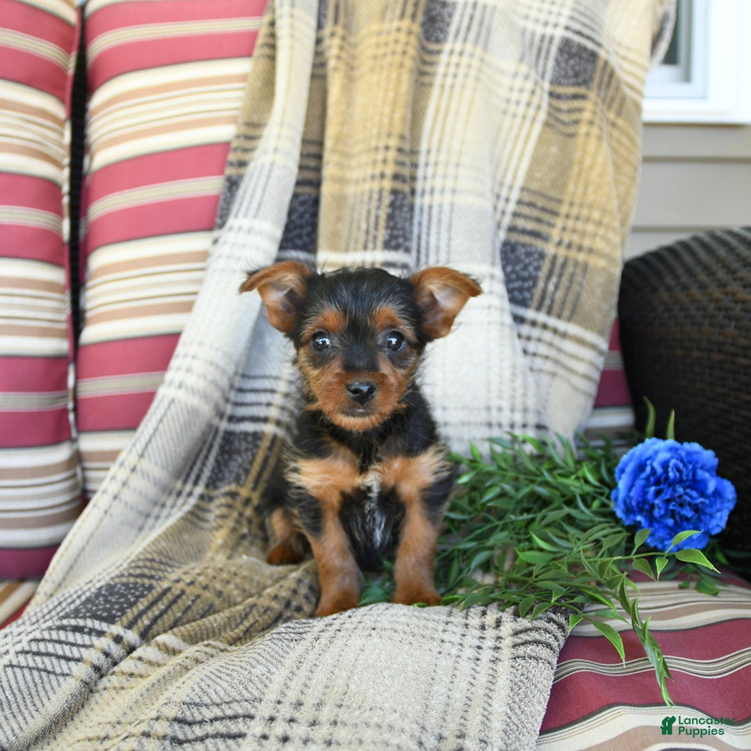 Yorkshire Terrier dogs for sale: Tucker - Image 5