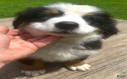 Bernese Mountain Dog dogs for sale: Orange Girl - Image 3