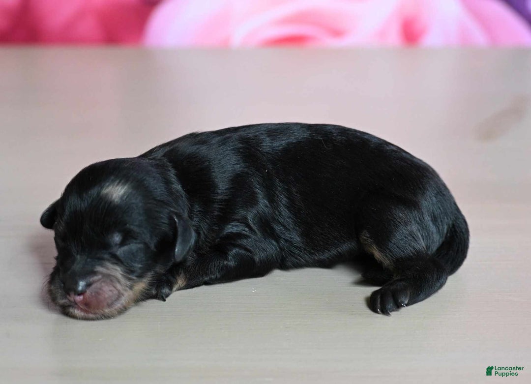 Shihpoo dogs for sale: Cane - Image 2