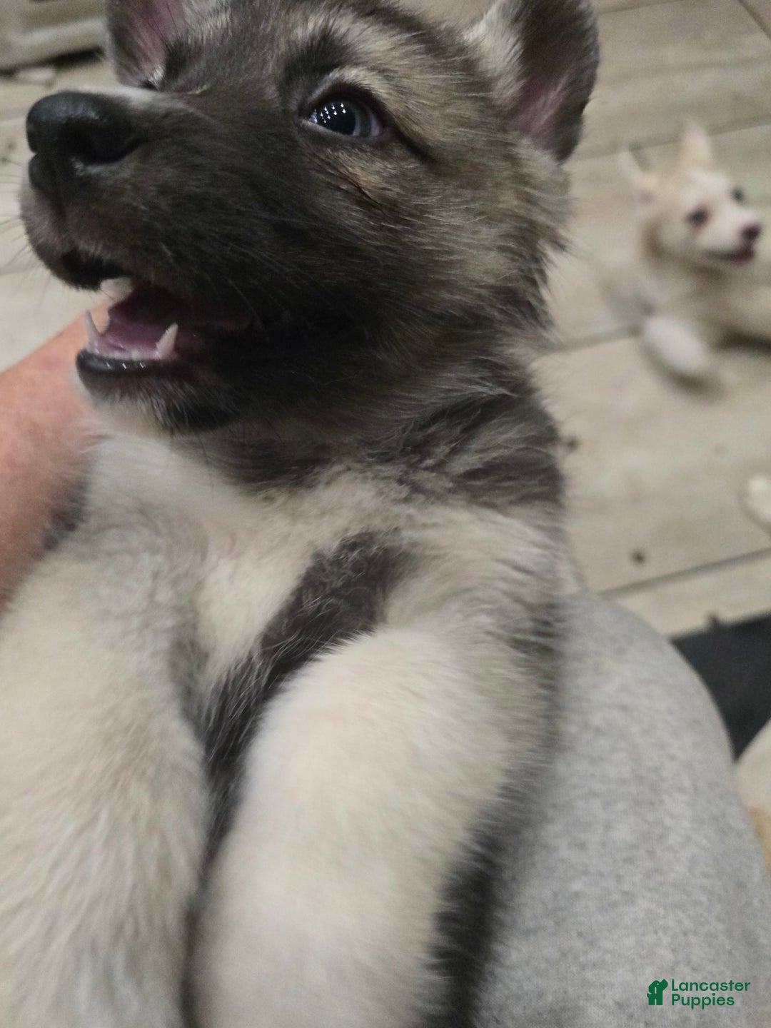 Gerberian Shepsky dogs for sale: Korra - Image 3